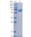 sp-pme100476 cd48 sp1