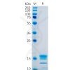 sp-pme100478 gitr ligand sp1