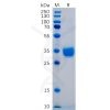 sp-pme100480 pd l1 sp1
