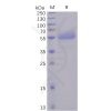 sp-pme100484 icos sp1