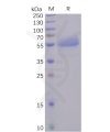 sp-pme100484 icos sp1