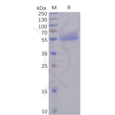 sp-pme100484 icos sp1