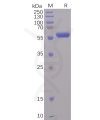 sp-pme100497 rbd sp1