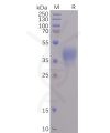 sp-pme100498 rbd m sp1