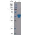 sp-pme100499 igg1 fc sp1