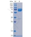 sp-pme100501 trop2 sp1