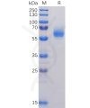 sp-pme100504 nucleocapsid sp1