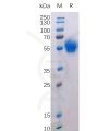sp-pme100523 btla sp1