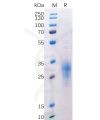 sp-pme100524 btla sp1