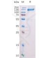 sp-pme100528 fap sp1