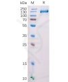 sp-pme100529 fap sp1