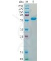 sp-pme100539 s protein rbd sp1