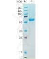 sp-pme100543 s protein rbd sp1