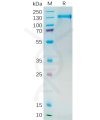 sp-pme100546 psma sp1