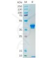 sp-pme100547 muc1 sp1