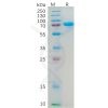 sp-pme100553 cd112 sp1
