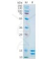 sp-pme100557 il2 sp1