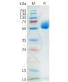 sp-pme100563 scf sp1