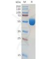 sp-pme100564 gm csf sp1