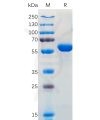 sp-pme100570 s protein rbd sp1