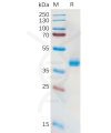 sp-pme100572 slc7a11 sp1