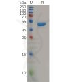 sp-pme100574 il2 sp1