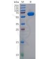 sp-pme100595 cd2 sp1