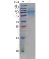 sp-pme100603 clec14a sp1