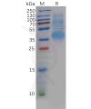 sp-pme100604 clu sp1