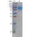 sp-pme100605 crtam sp1