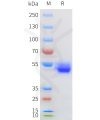 sp-pme100606 cd69 sp1 1