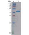 sp-pme100611 cxcl4 sp1