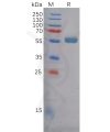 sp-pme100618 fzd4 sp1
