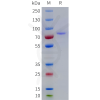 sp-pme100619 gas6 sp1
