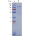 sp-pme100625b fcrl5 sp1