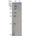 sp-pme100643 cd205 sp1