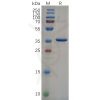 sp-pme100648 nefl sp1