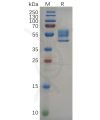 sp-pme100652 tnfrsf25 sp1