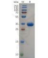 sp-pme100653 grp sp1