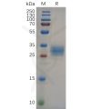 sp-pme100655 folr2 sp1