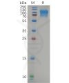 sp-pme100656 cd164 sp1