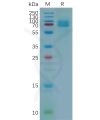 sp-pme100670 cd166 sp1