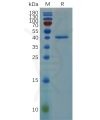sp-pme100679 rnase4 sp1