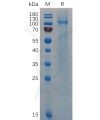 sp-pme100683 vwf sp1