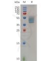 sp-pme100701 ush2a sp1