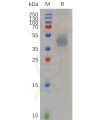 sp-pme100702 ush2a sp1