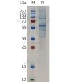 sp-pme100715 scube2 sp1