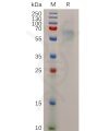 sp-pme100719 stab1 sp1