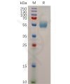 sp-pme100722 gcgr sp1