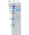 sp-pme100730 cd3d cd3e sp1